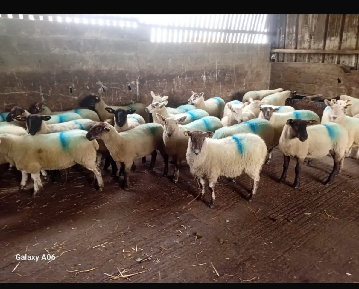 Livestock - Image 1