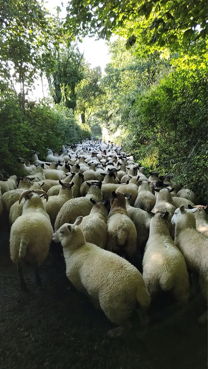 Man available to buy store lambs - Image 1