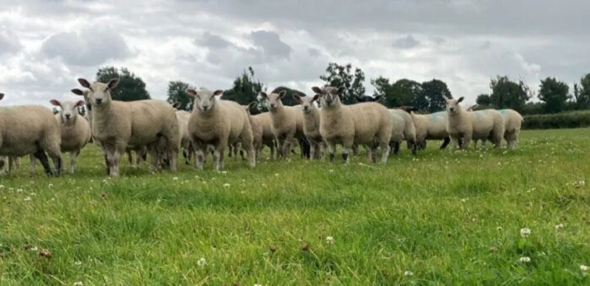 Man available to buy store lambs - Image 2