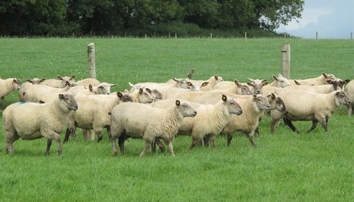 Man available to buy store lambs - Image 3