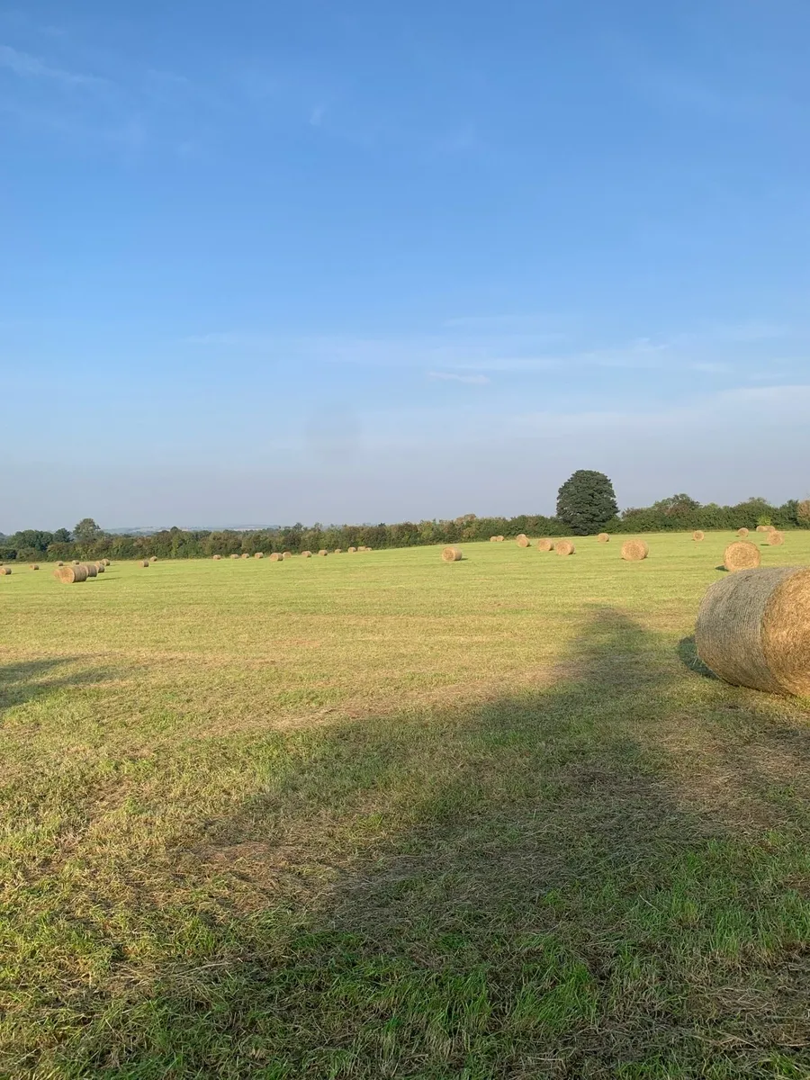 Hay - Image 2