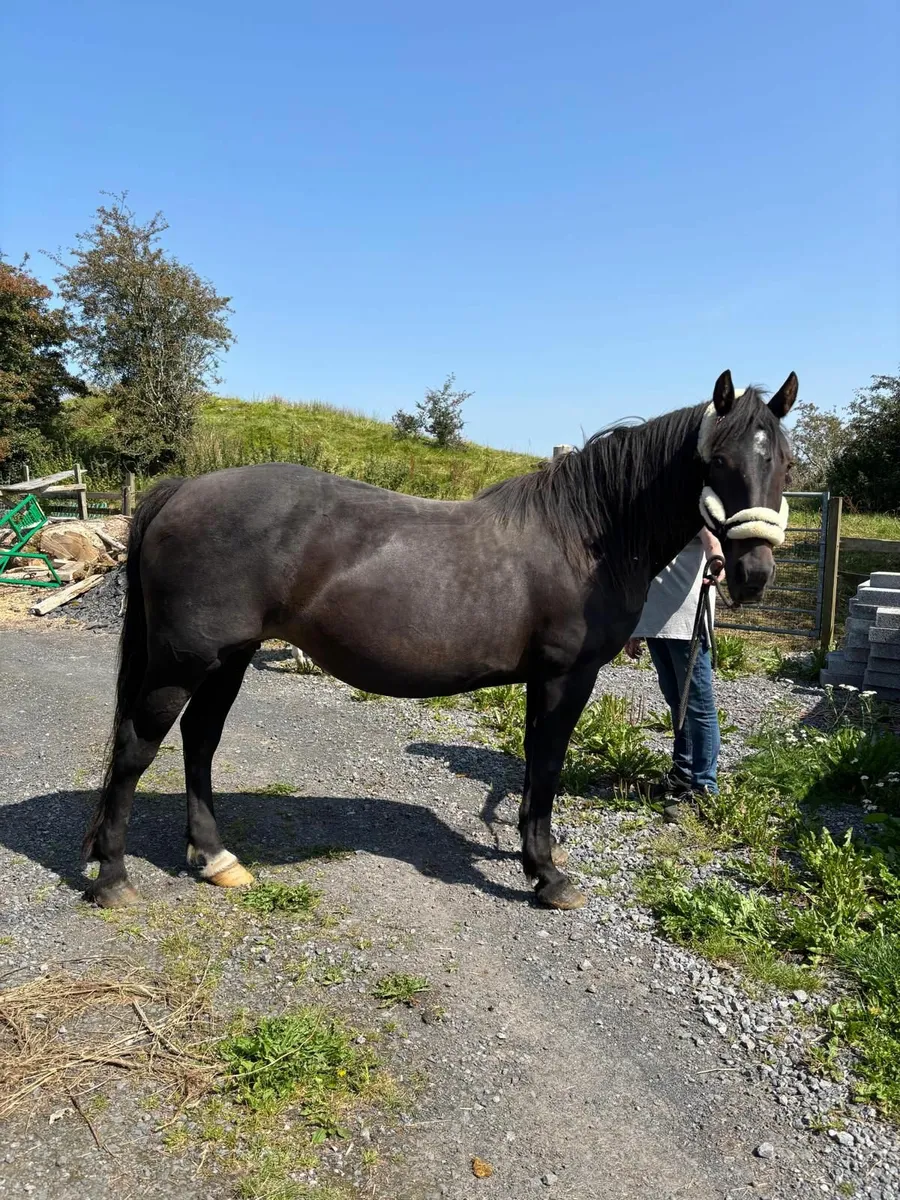 Connemara mare and foal - Image 2
