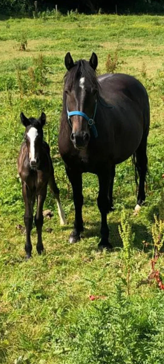 Connemara mare and foal - Image 1