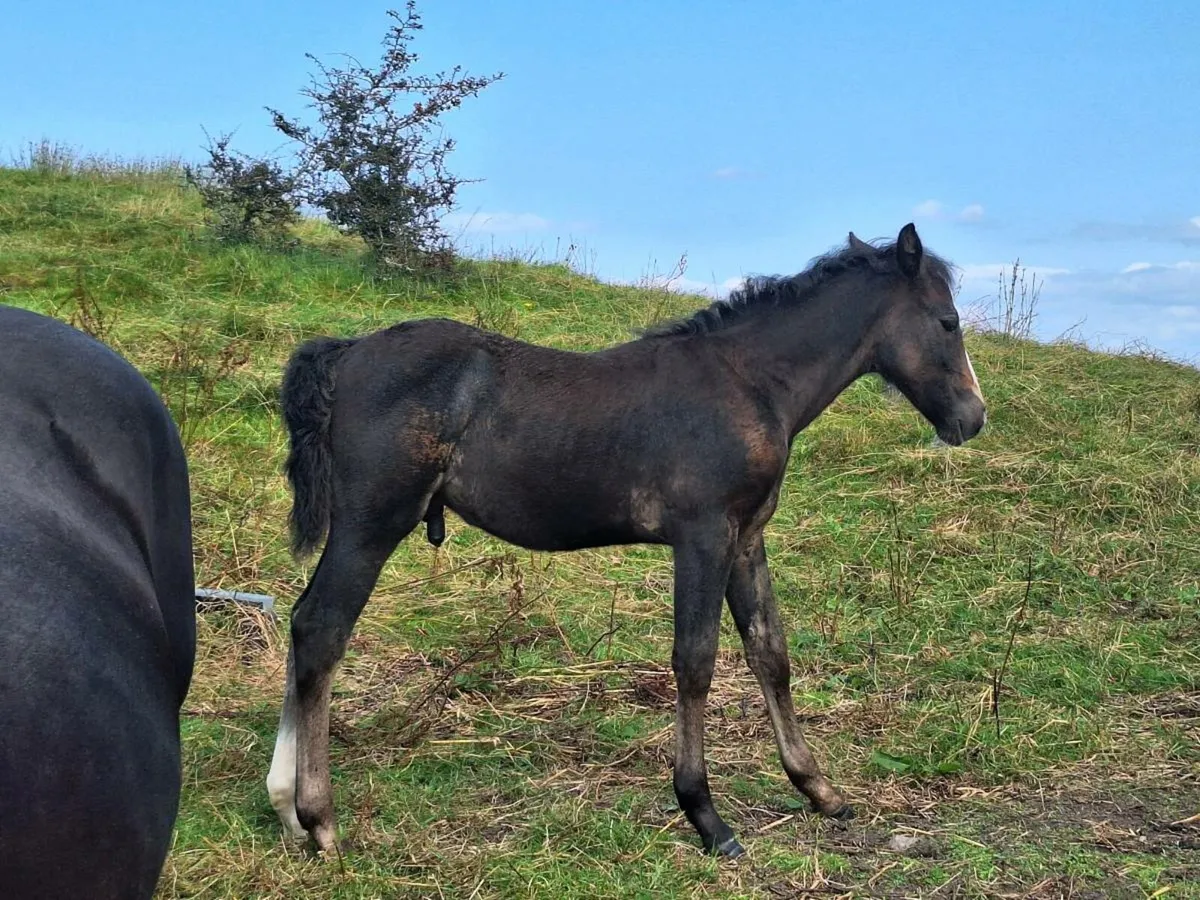 Connemara mare and foal - Image 3