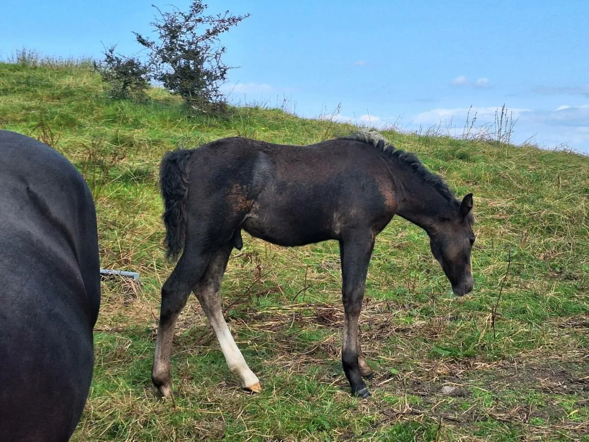 Connemara mare and foal - Image 4