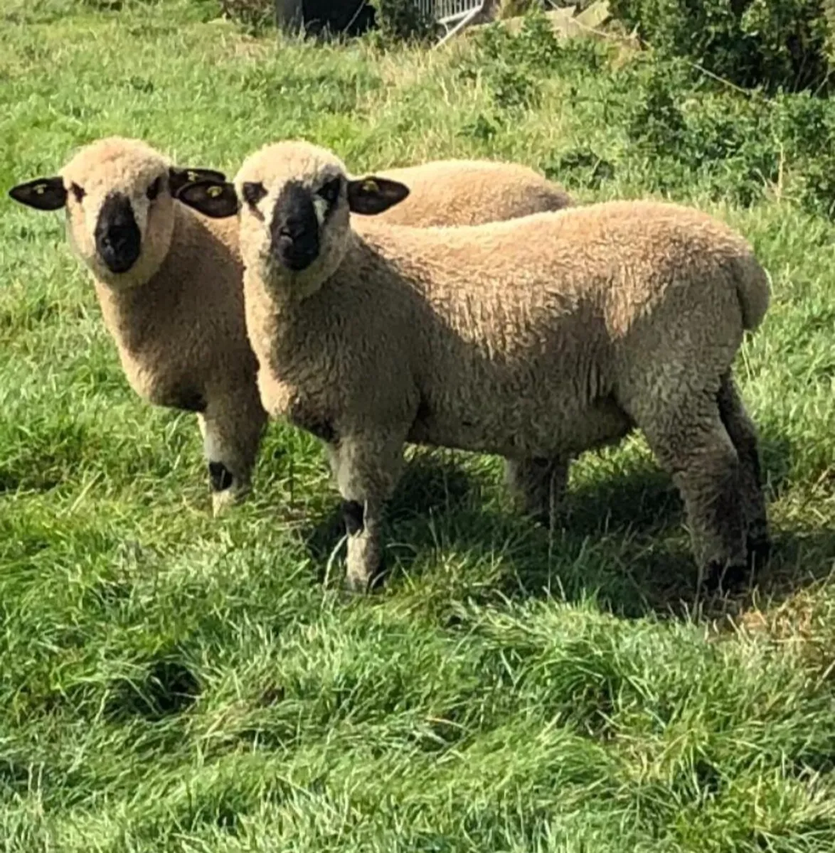 Hampshire Down Ram Lambs - Image 1