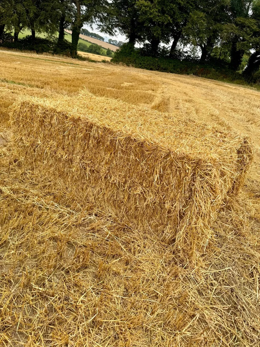 Straw