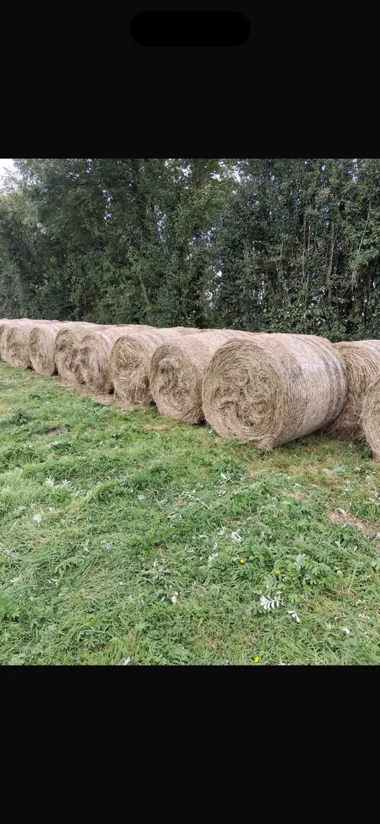 Bales - Image 1
