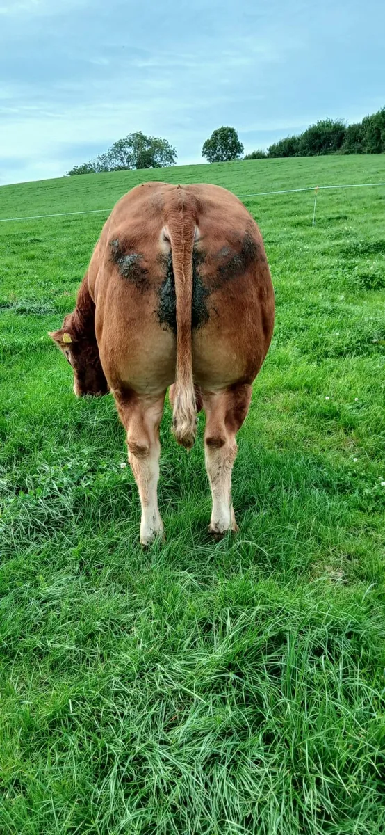 Limousin Bull - Image 2