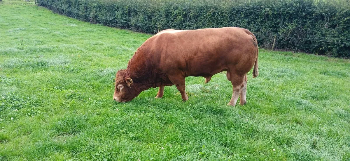 Limousin Bull - Image 1