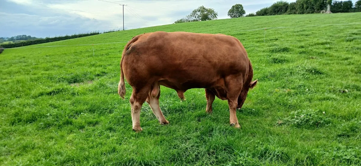 Limousin Bull - Image 3