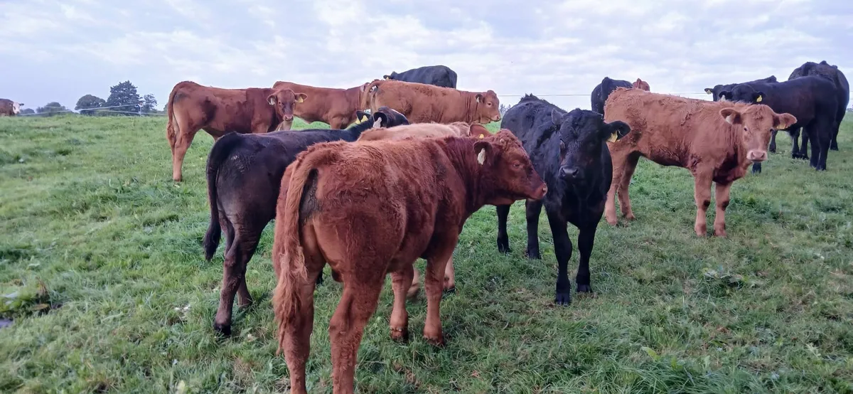 Limousin Bull - Image 4