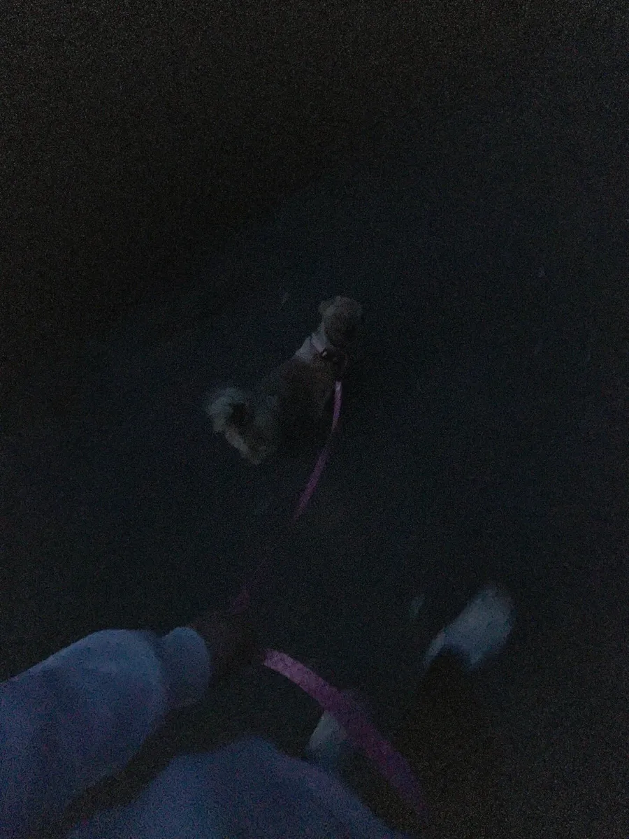 Ali’s Pet sitting - Image 2