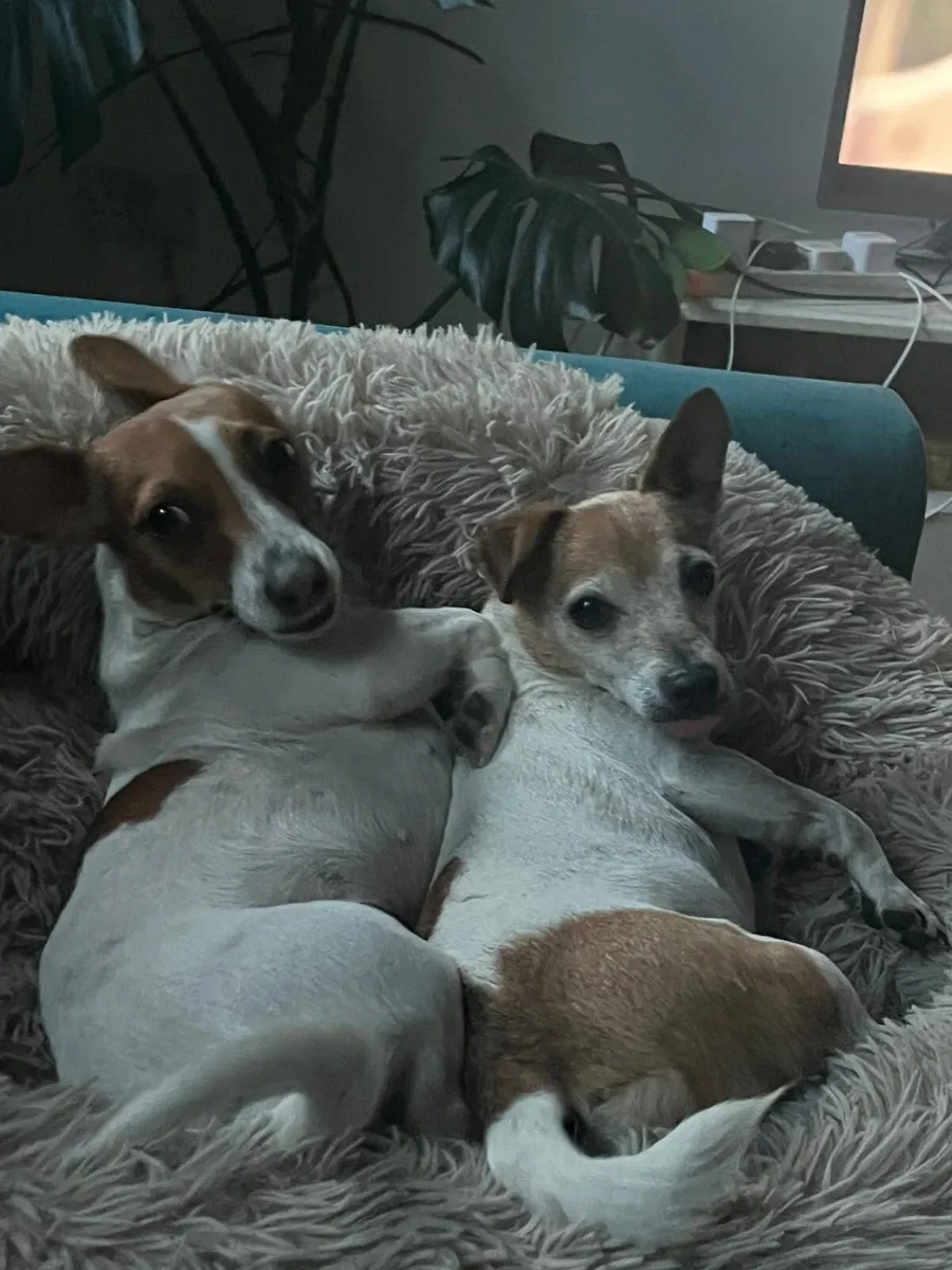 Ali’s Pet sitting - Image 1