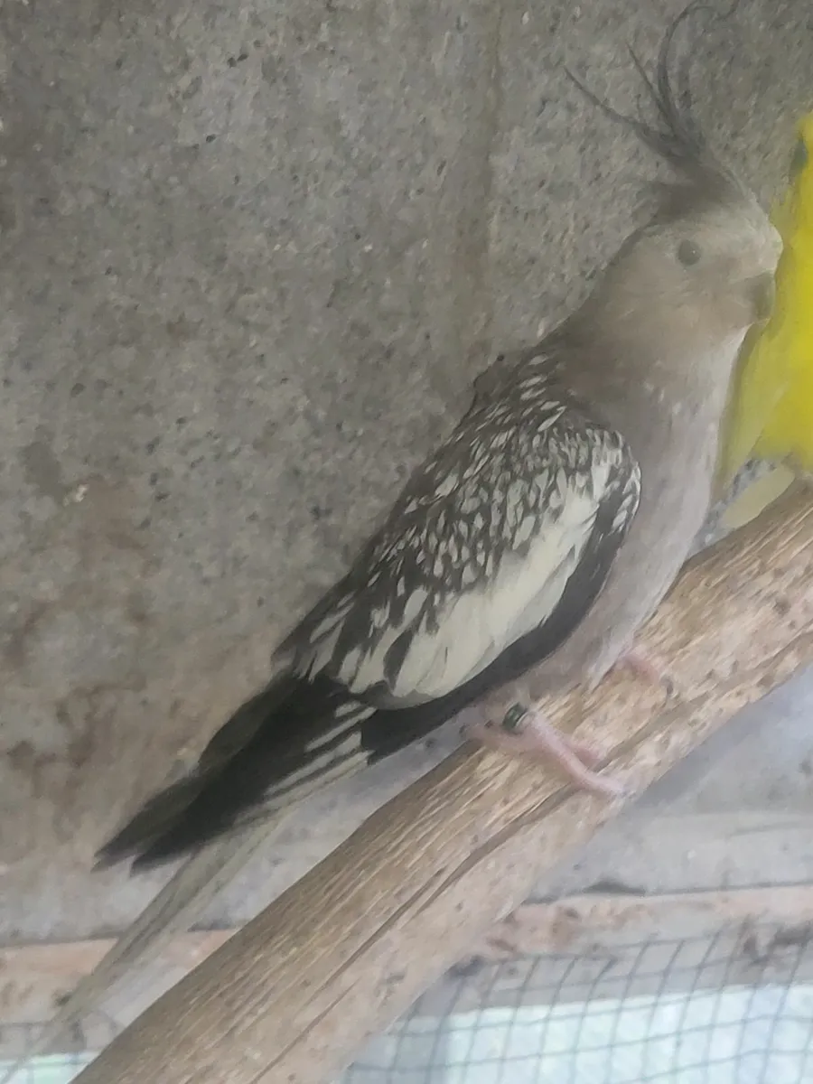 Cockitiels and budgie and cages - Image 4