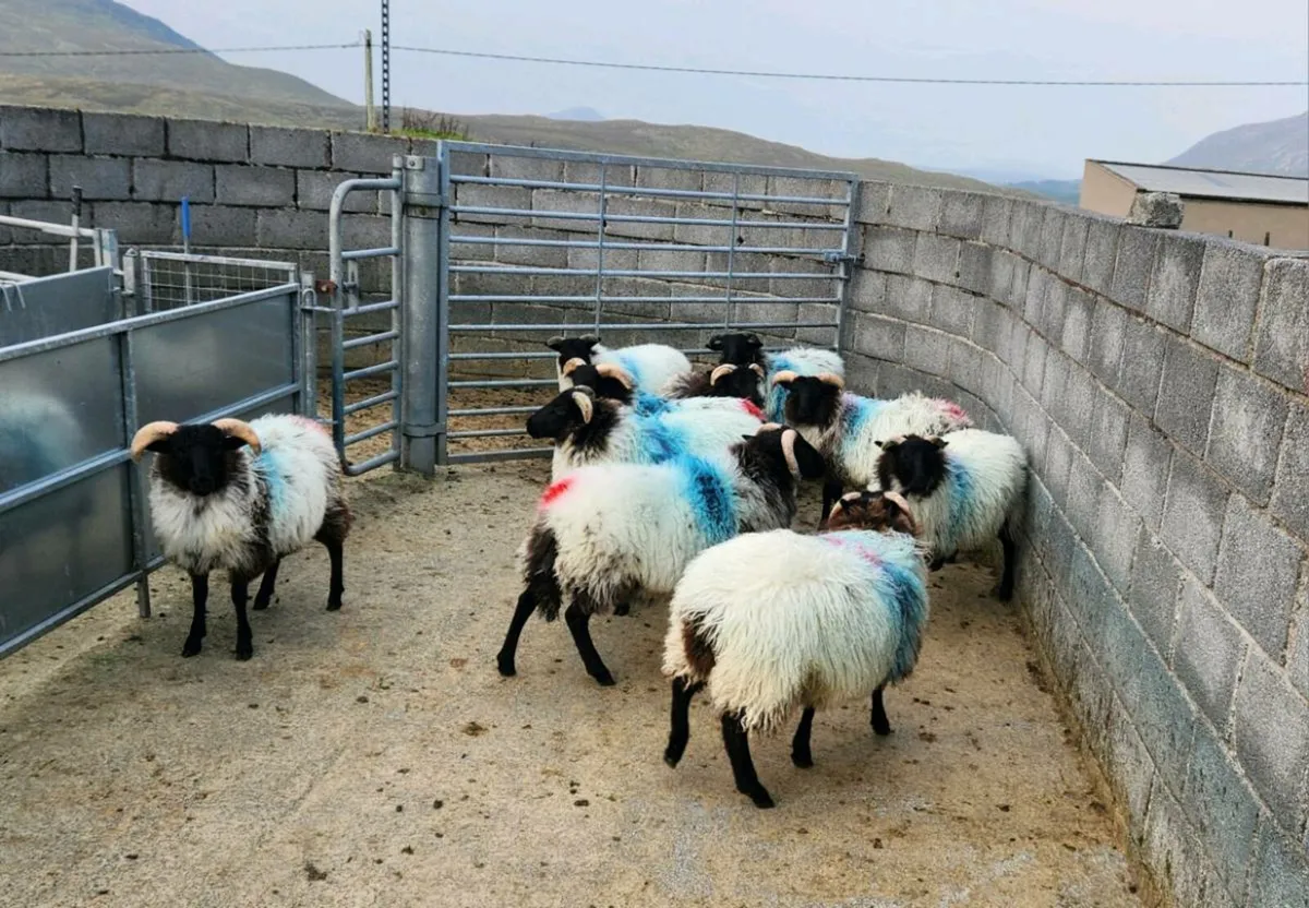 Ram & Weather Lambs - Image 1