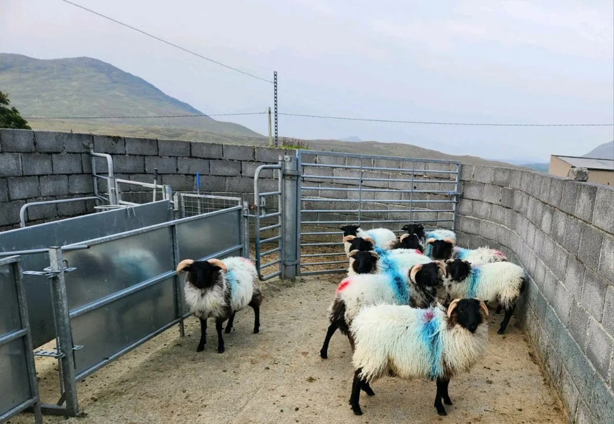 Ram & Weather Lambs - Image 2
