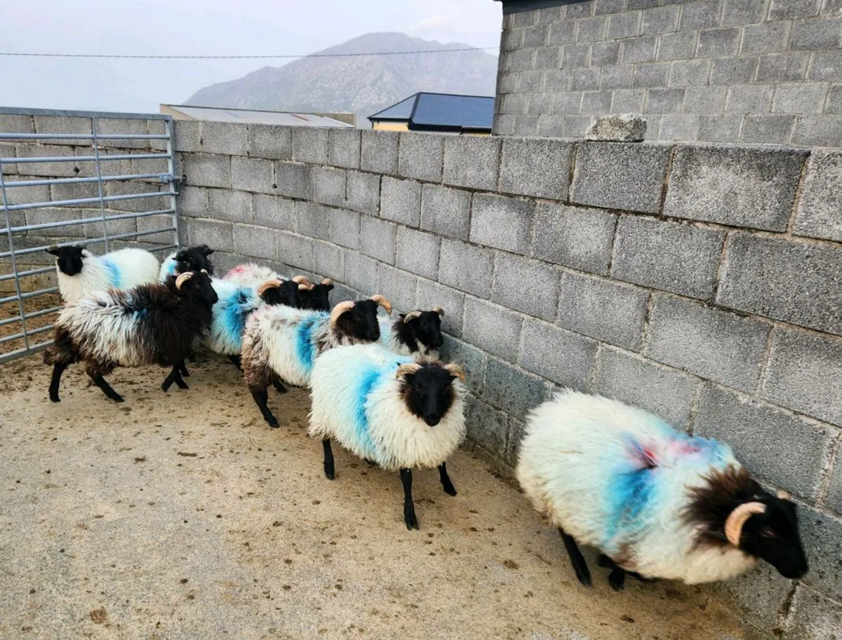 Ram & Weather Lambs - Image 3