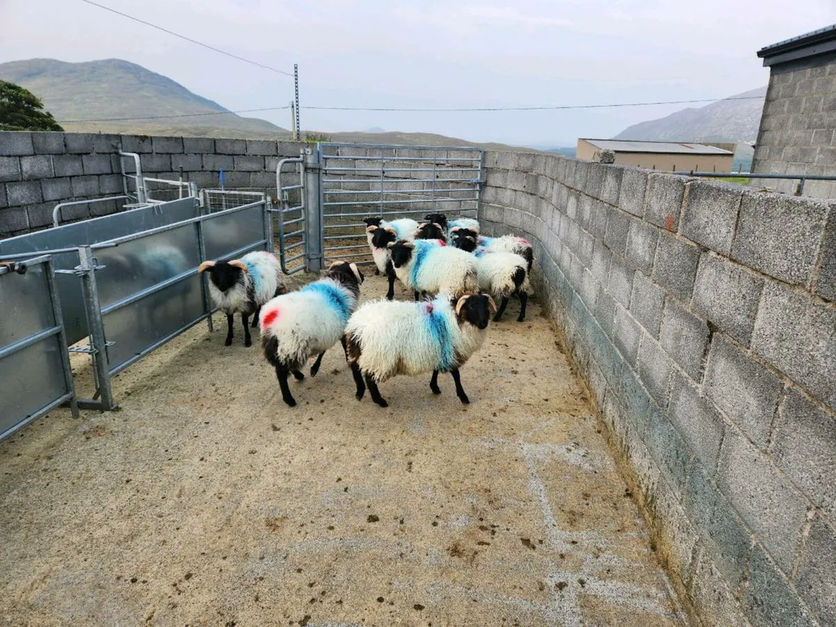 Ram & Weather Lambs - Image 4