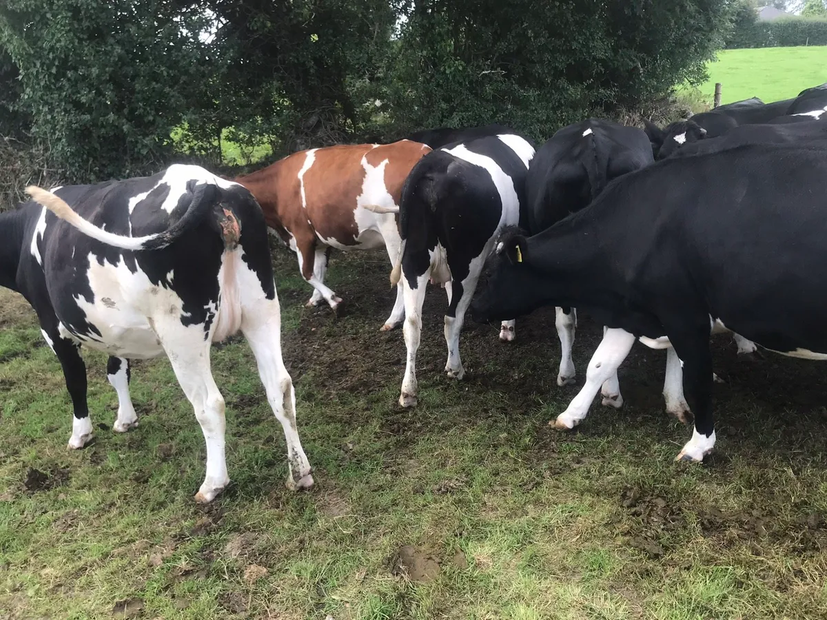 Fresian Heifers - Image 2