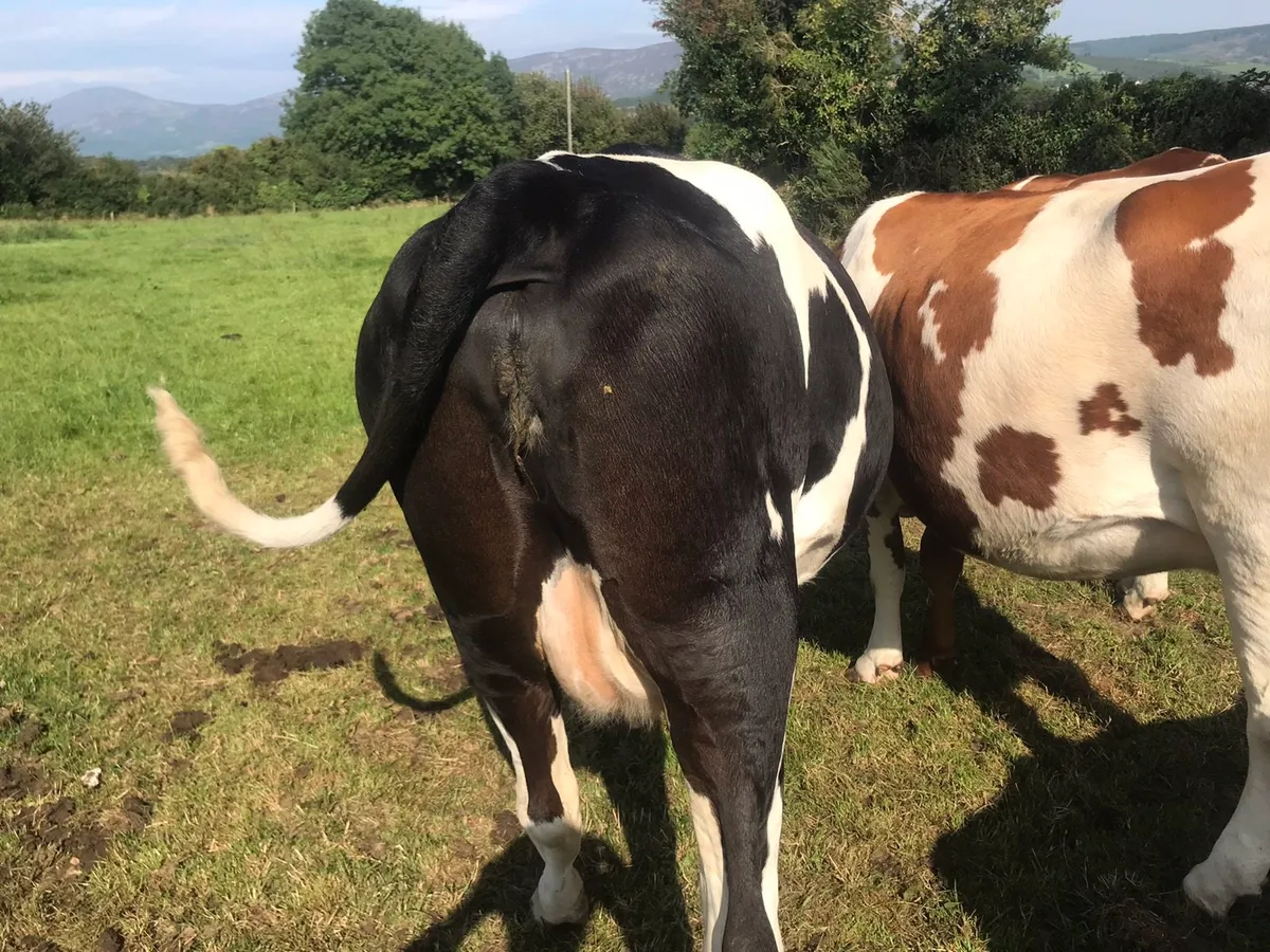 Fresian Heifers - Image 3