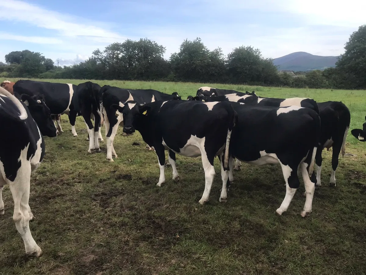 Fresian Heifers - Image 1