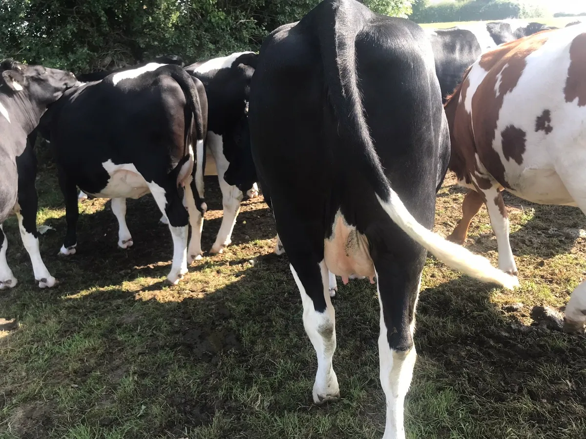 Fresian Heifers - Image 4
