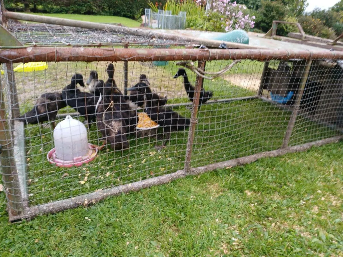 Poultry - Image 1