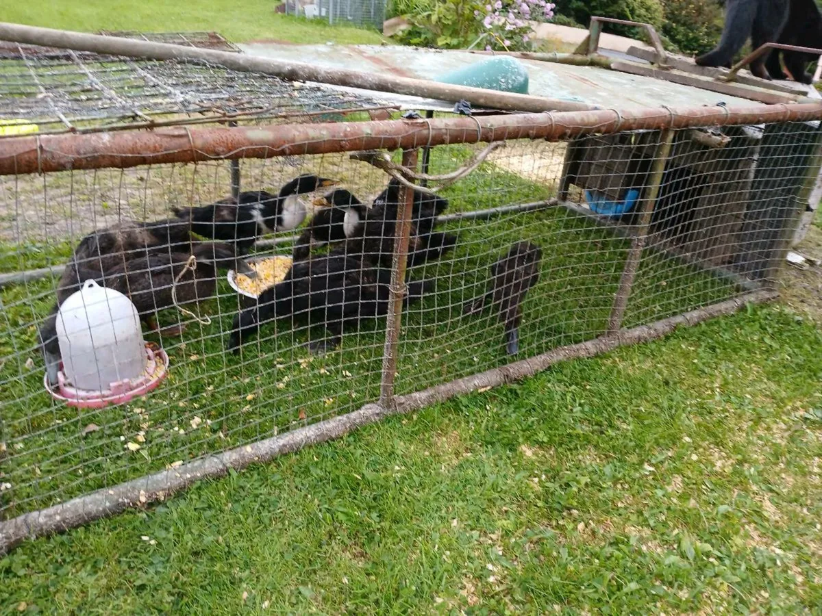 Poultry - Image 2