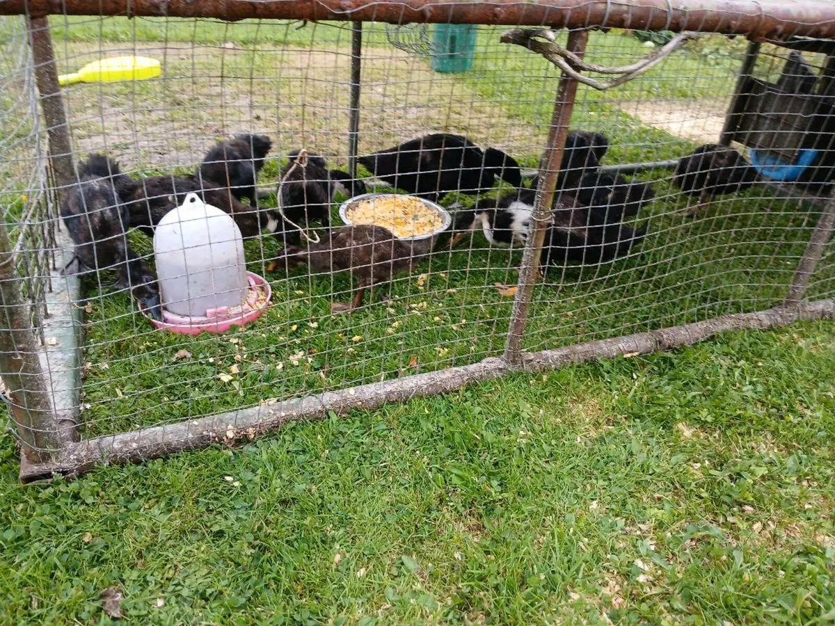 Poultry - Image 3