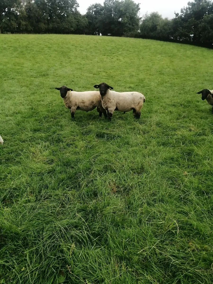 Suffolk Shearlings - Image 1