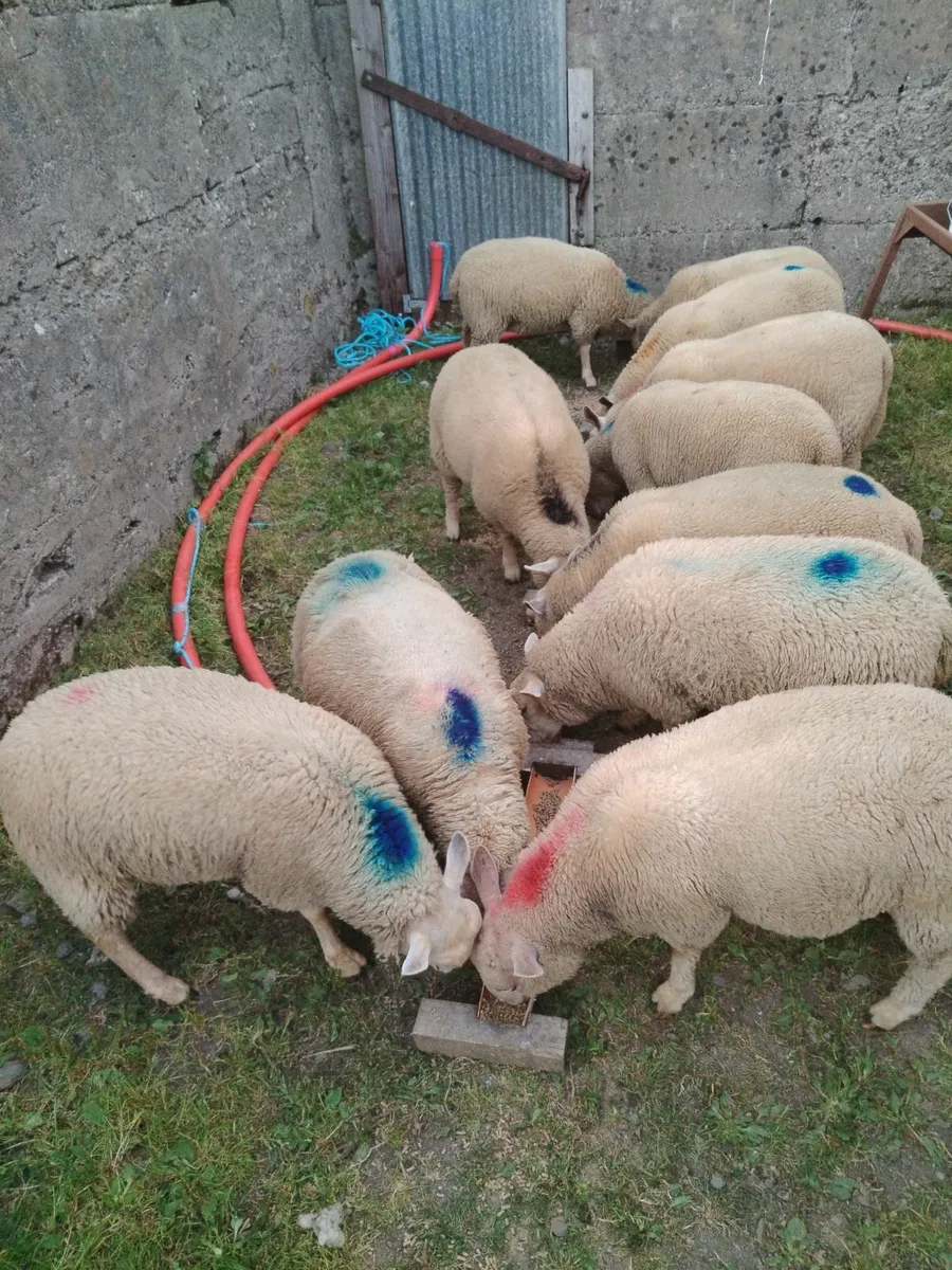 Lambs - Image 2