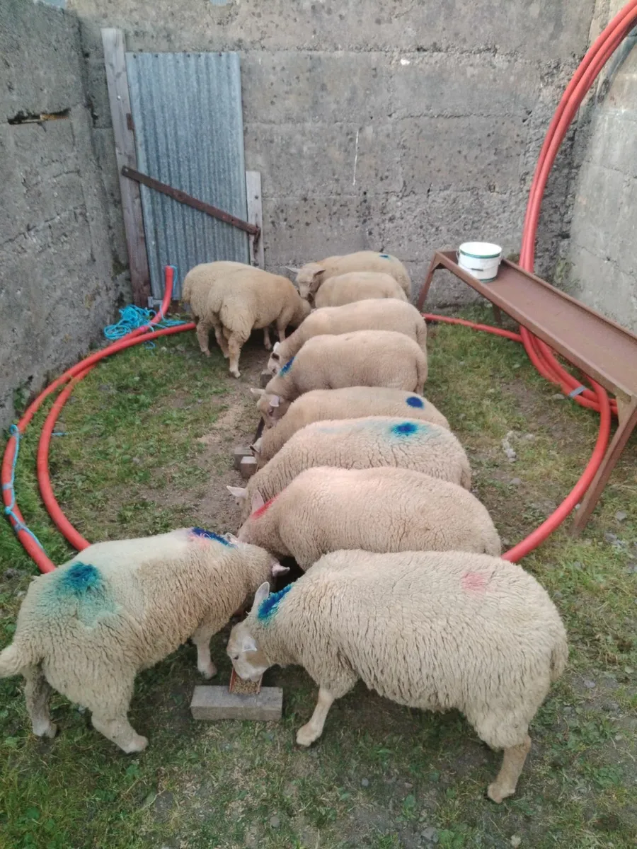 Lambs - Image 1