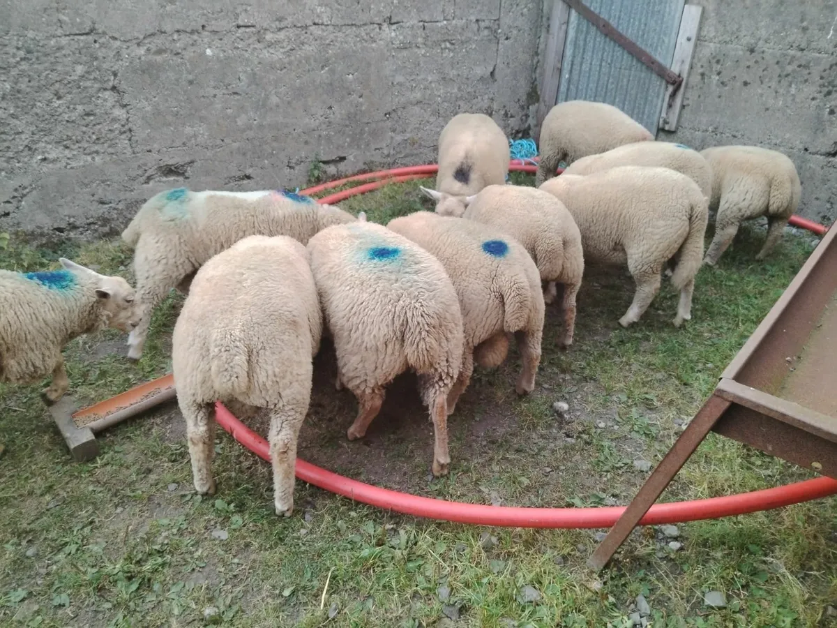 Lambs - Image 3