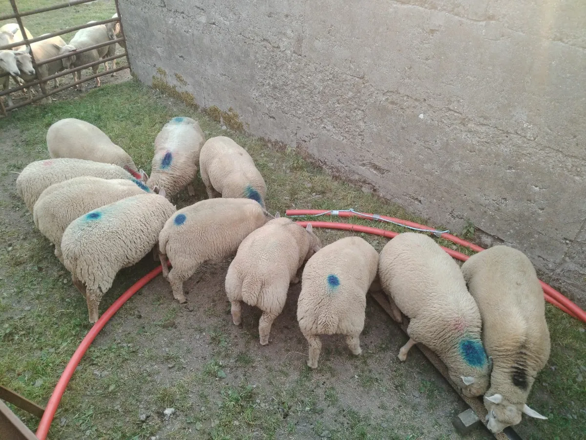 Lambs - Image 4
