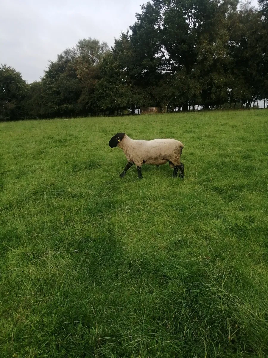 Suffolk Shearlings - Image 4