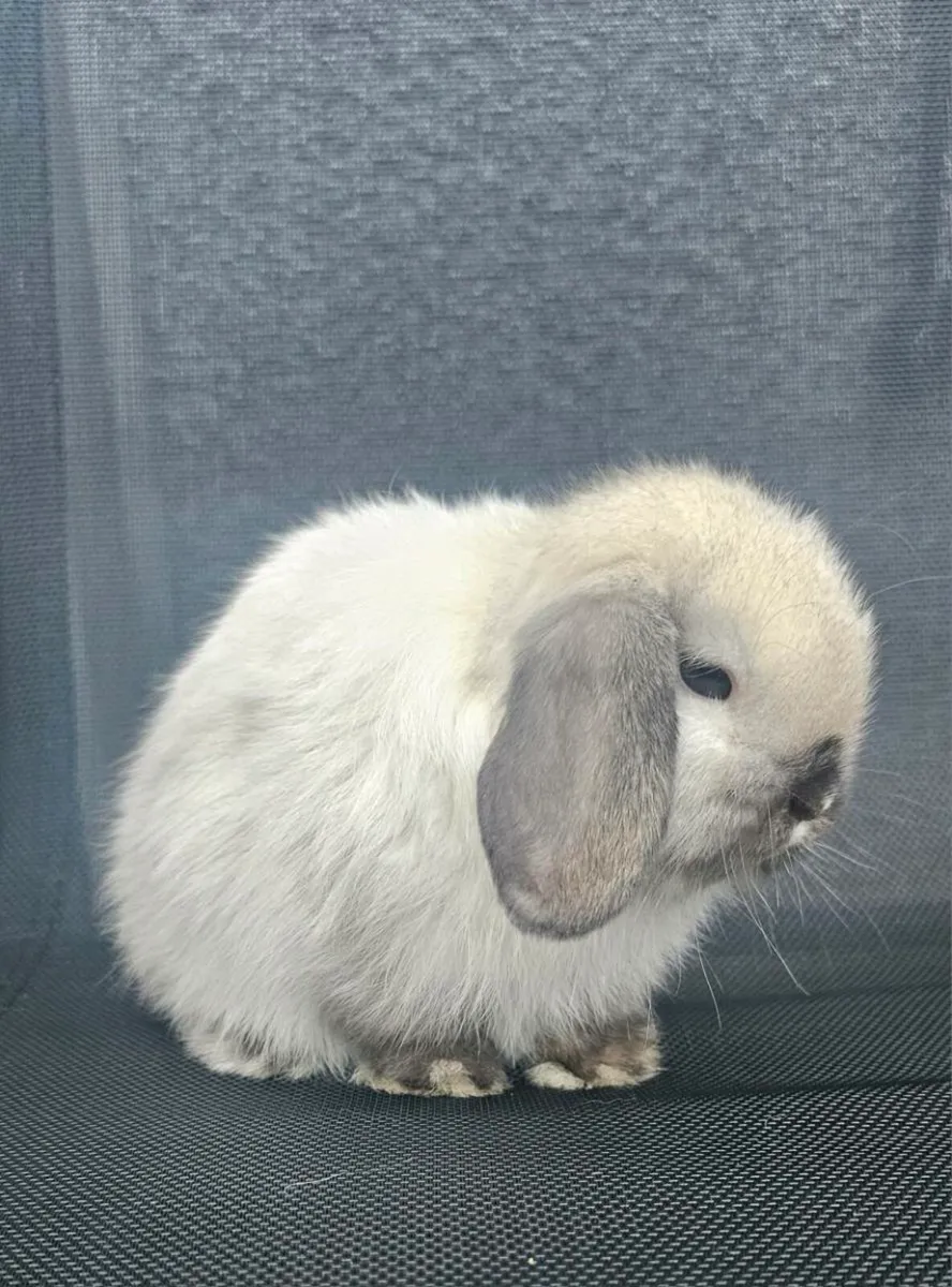 Mini lop.male - Image 1
