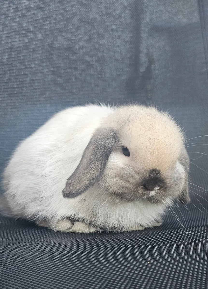 Mini lop.male - Image 2