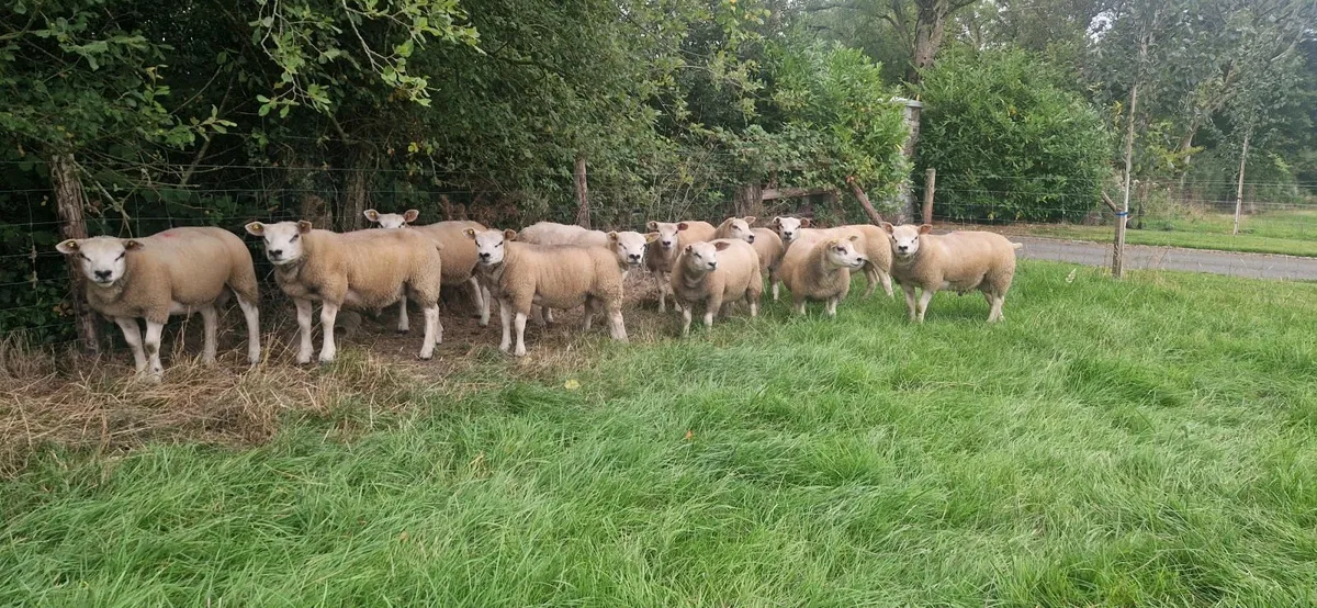 Sheep