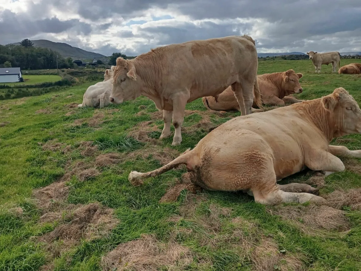 Charolais - Image 2