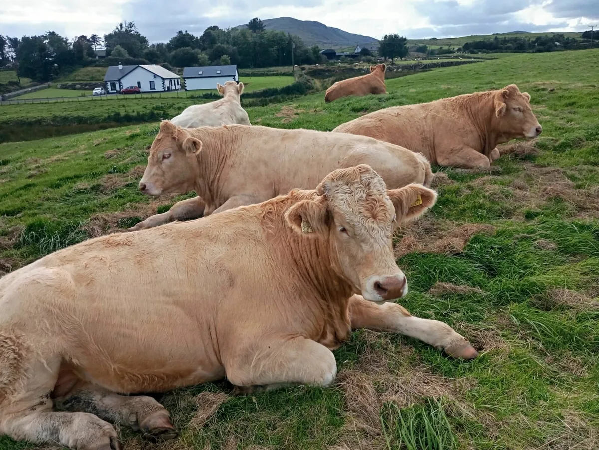 Charolais - Image 1