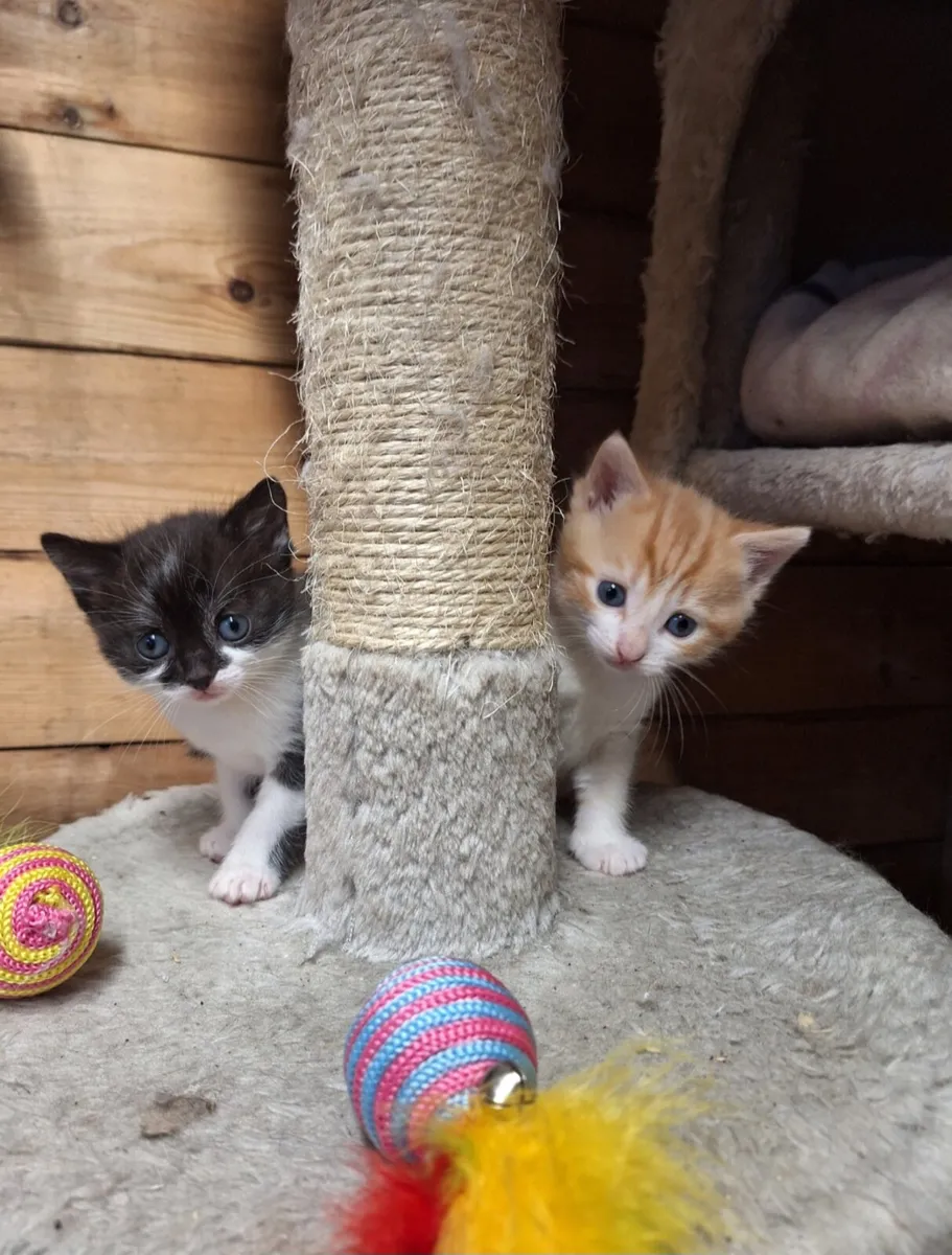 Kittens - Image 1