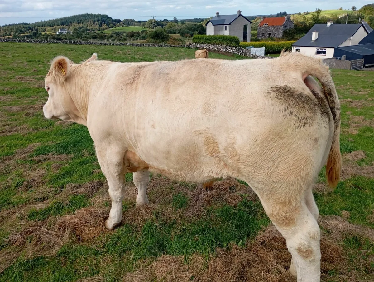 Charolais - Image 3