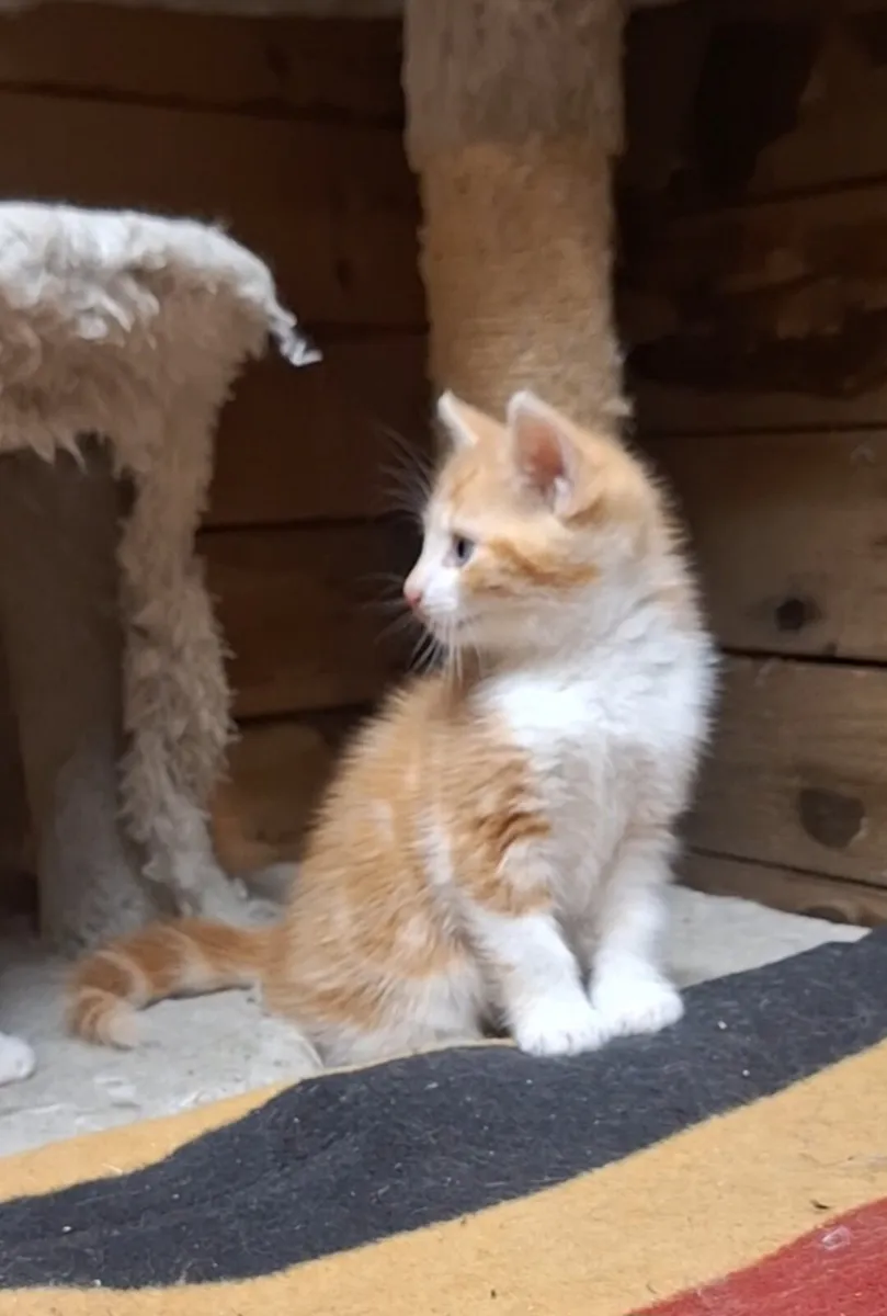 Kittens - Image 3