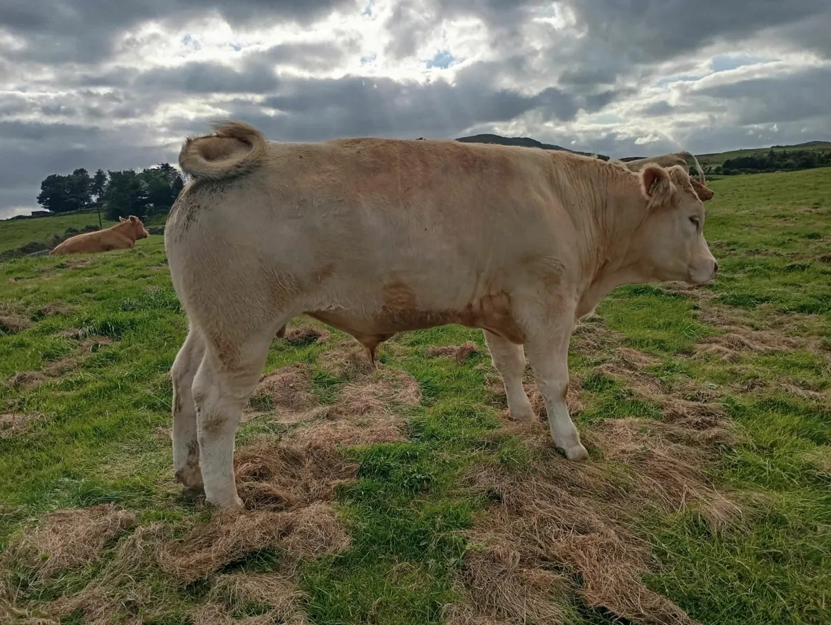 Charolais - Image 4