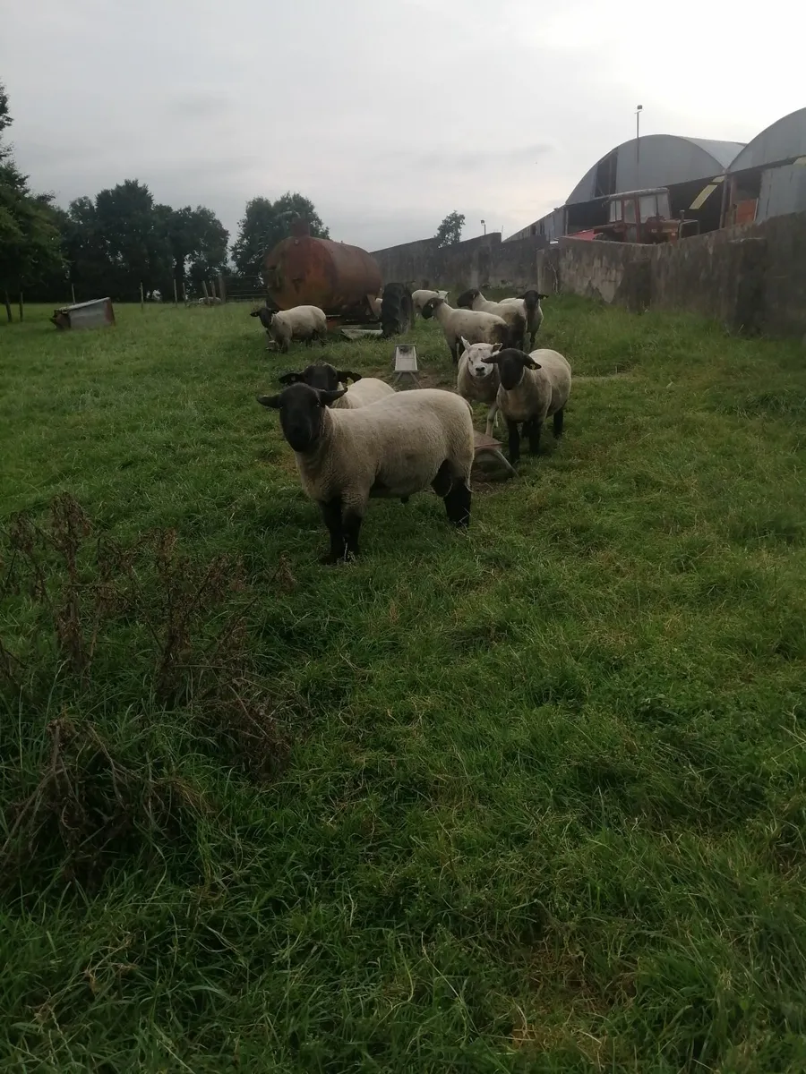 Suffolk Shearlings - Image 2