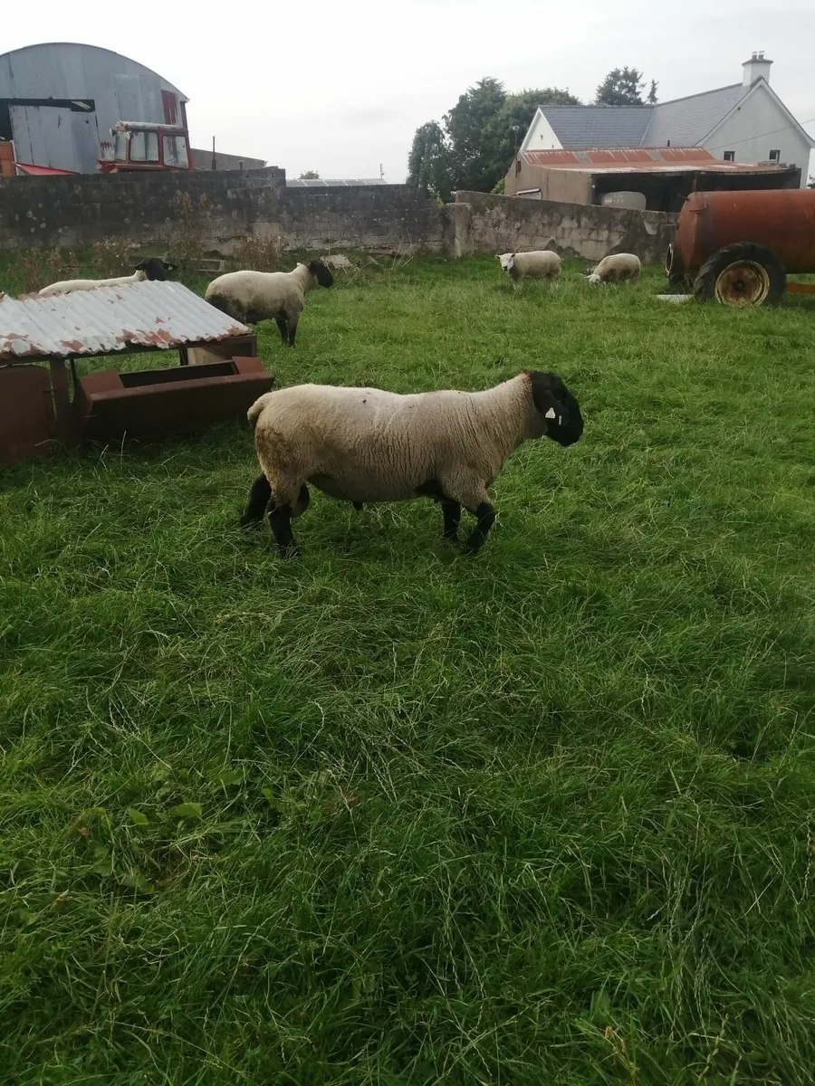 Suffolk Shearlings - Image 3