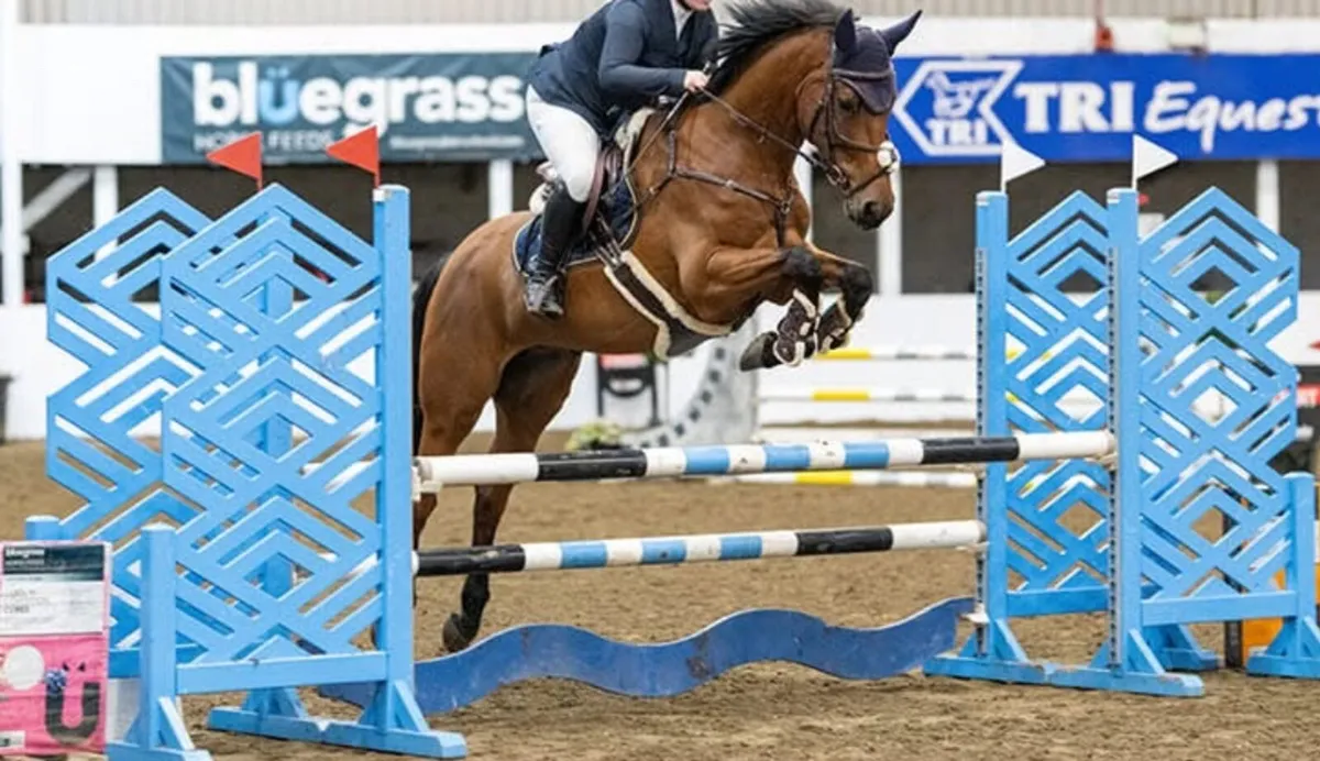 7 yo Competition horse - Image 1
