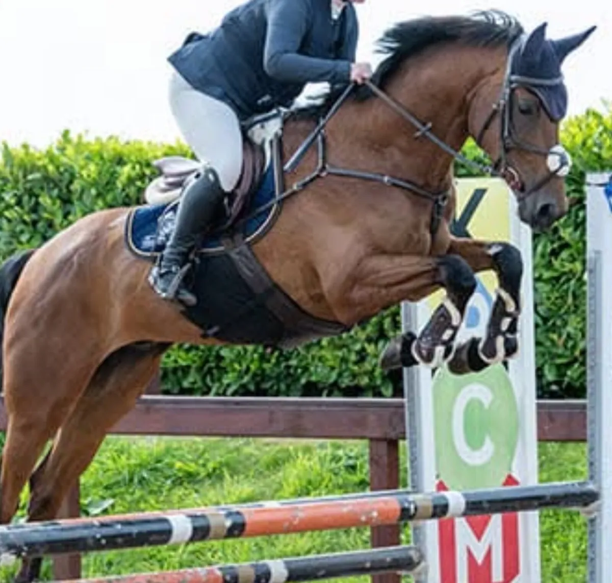 7 yo Competition horse - Image 4