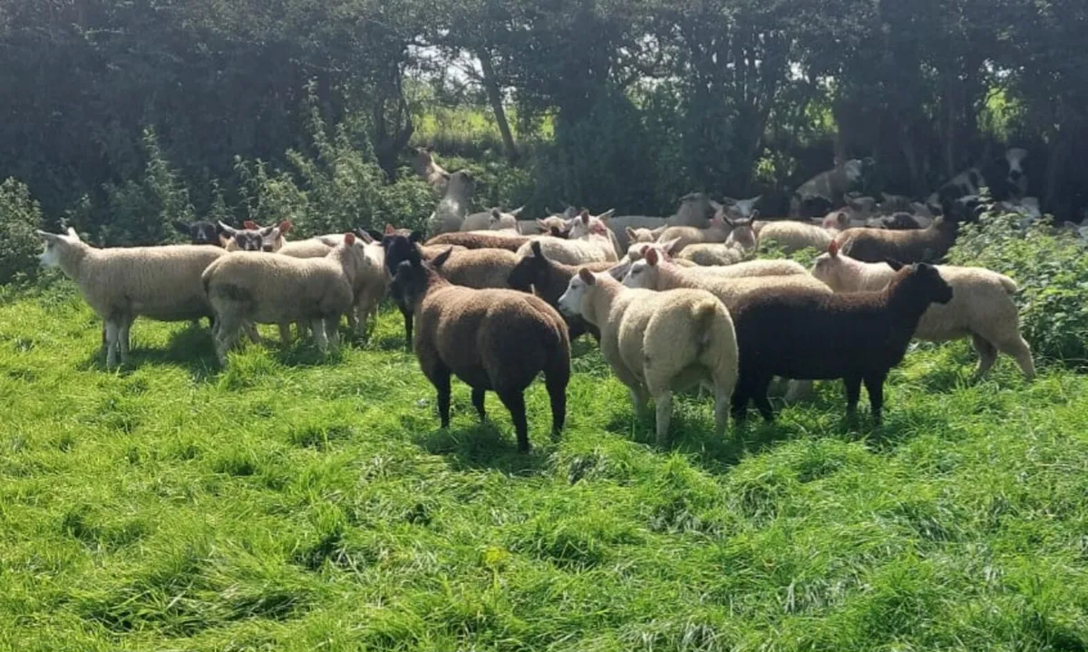 Store lambs - Image 1